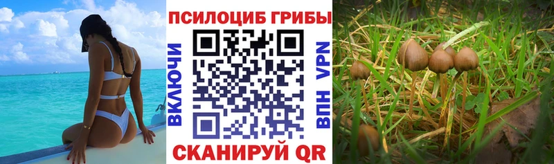 hydra рабочий сайт  продажа наркотиков  Чайковский  Псилоцибиновые грибы MAGIC MUSHROOMS 